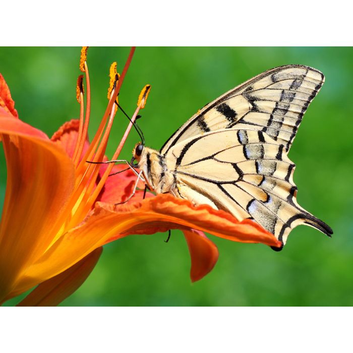 Close Up Of Butterfly Papilio Machaon Sitting On Lily - ID # 46268119