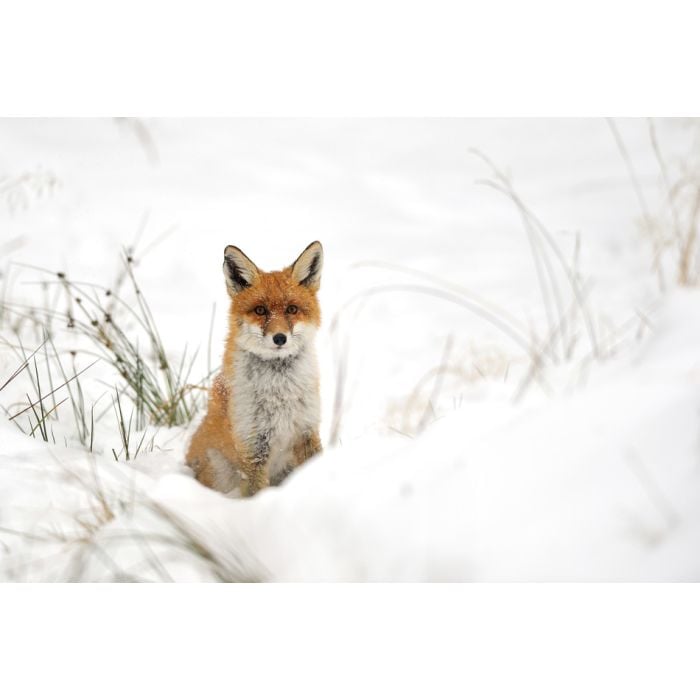 Red Fox In The Snow - ID # 46729168