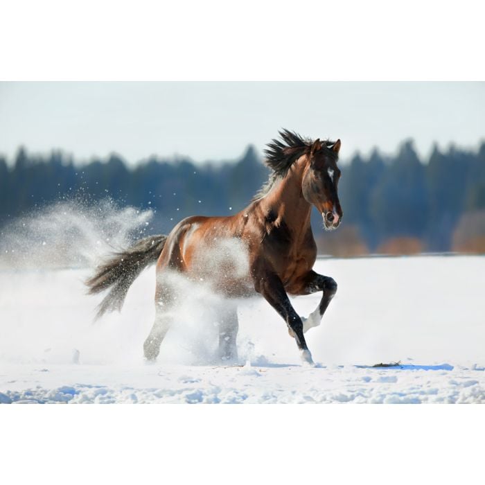 Brown Horse Runs In Winter Landscape - ID # 47039521