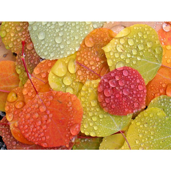 Colorful Aspen Leaves With Raindrops - ID # 47782691