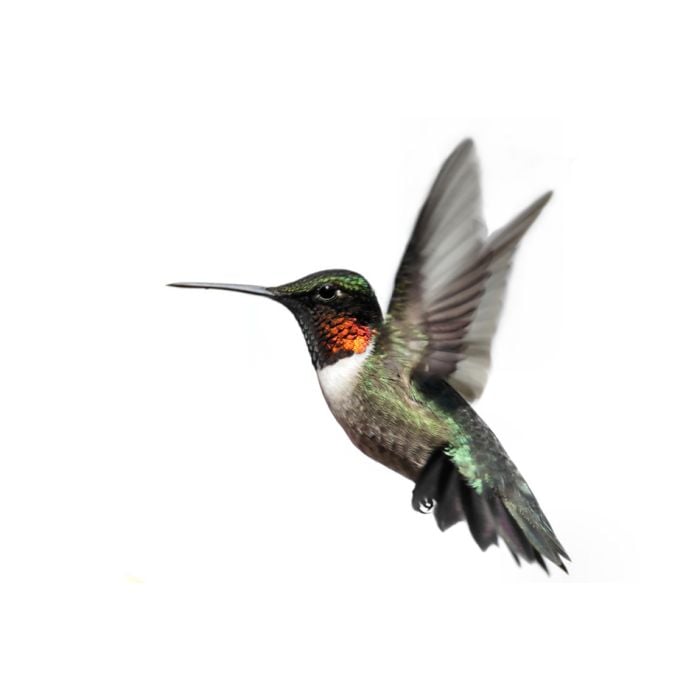 Isolated Ruby - Throated Hummingbird - ID # 47815849