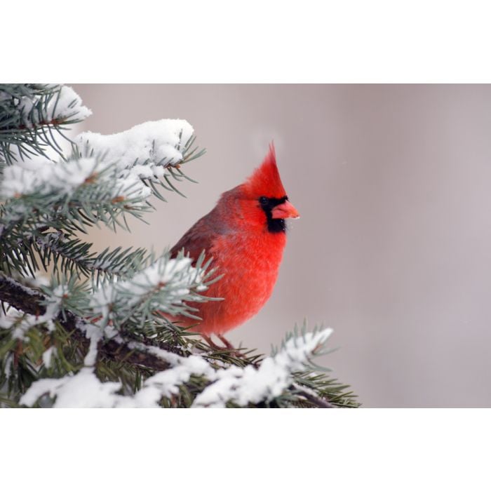 Male Northern Cardinal Sitting In An Evergreen Tree - ID # 48162416