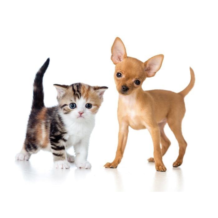 Puppy And Kitten Isolated On White - ID # 49645345