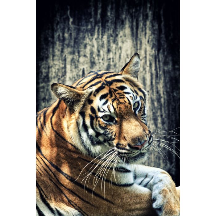 Tiger Against Grunge Concrete Wall - ID # 49749164