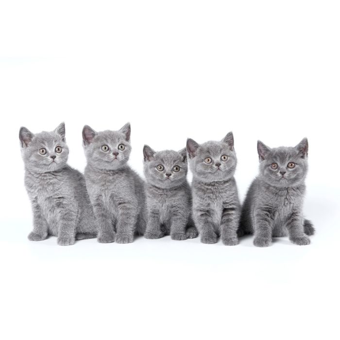 British Shorthair Kittens Sitting - ID # 4986569