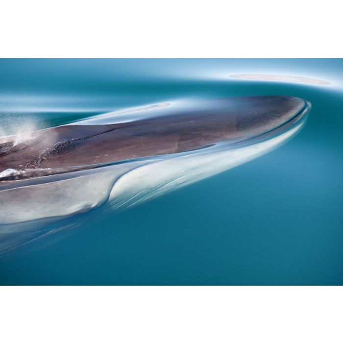 Fin Whale - ID # 49954433