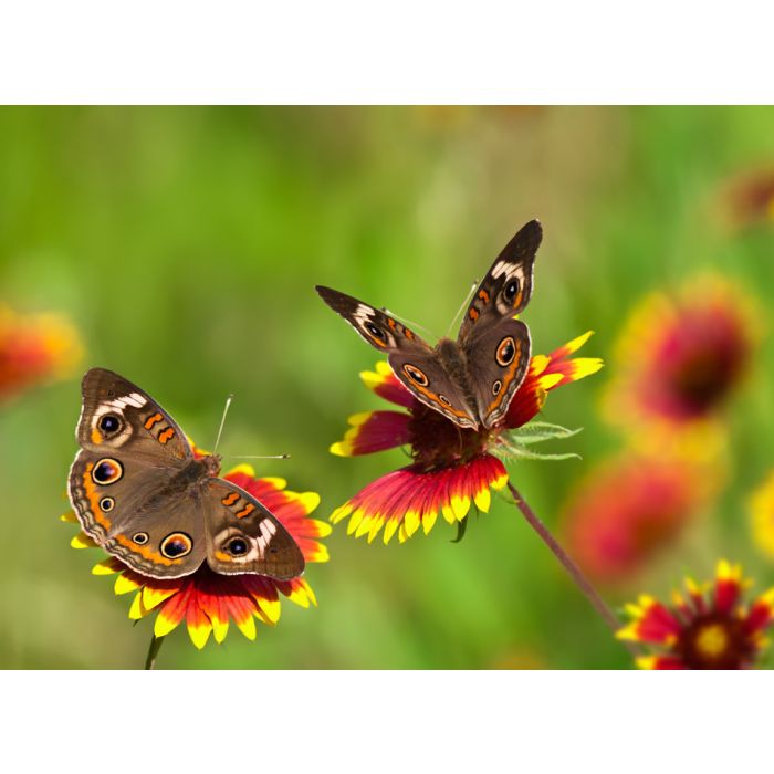 Two Buckeye Butterflies - Junonia Coenia - ID # 50805186