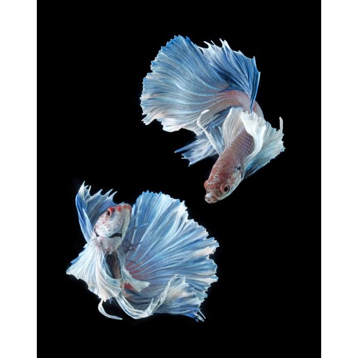 Betta Fish - Siamese Fighting Fish Isolated - ID # 50962719