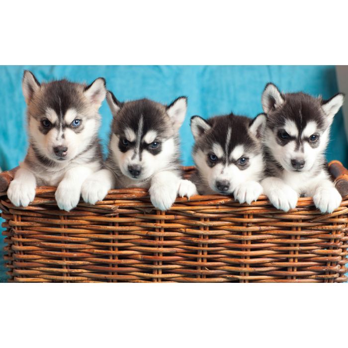 Four Puppies Husky - ID # 51084299