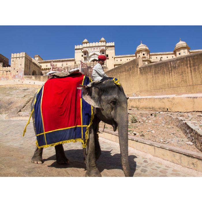 India - The Amber Fort - Elephant Driver - ID # 51747886