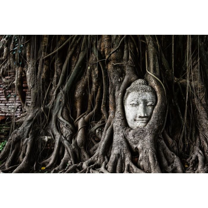 Head Of Sandstone Buddha In The Tree Roots - ID # 51970157