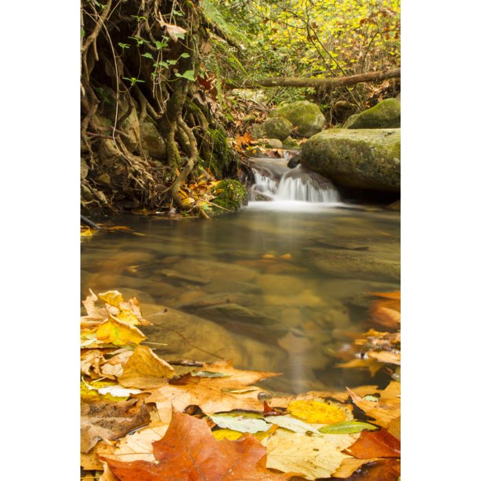 Creek In Autumn With Warm Colors And Leaves - ID # 52150351