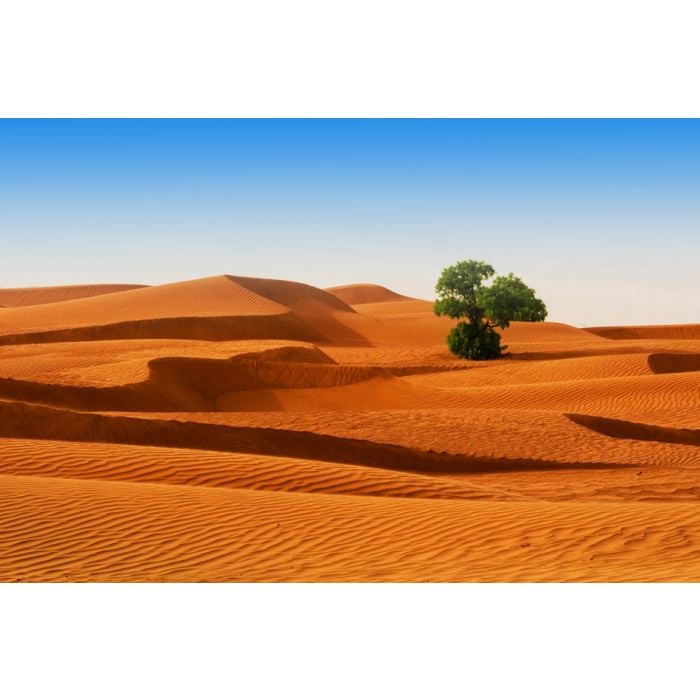 Desert Of North Africa - Sandy Barkhans - ID # 52239756