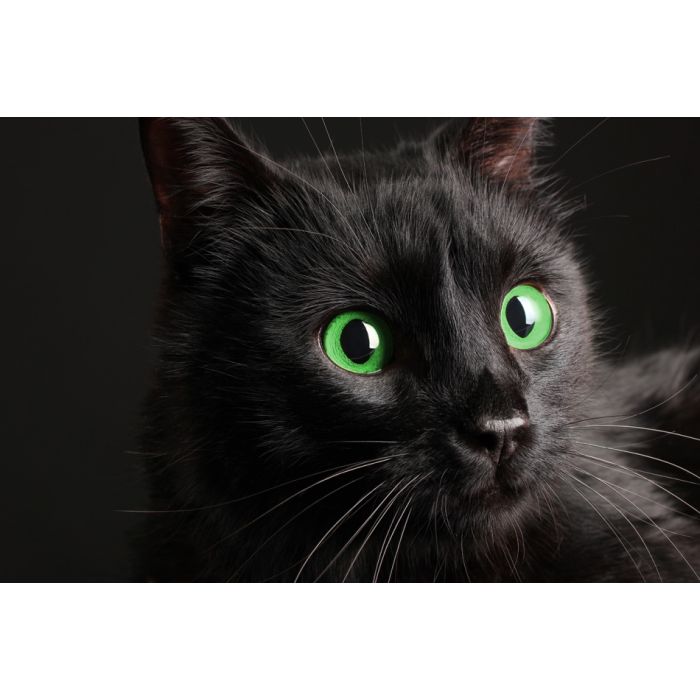 Black Cat On Black Background - ID # 52242668