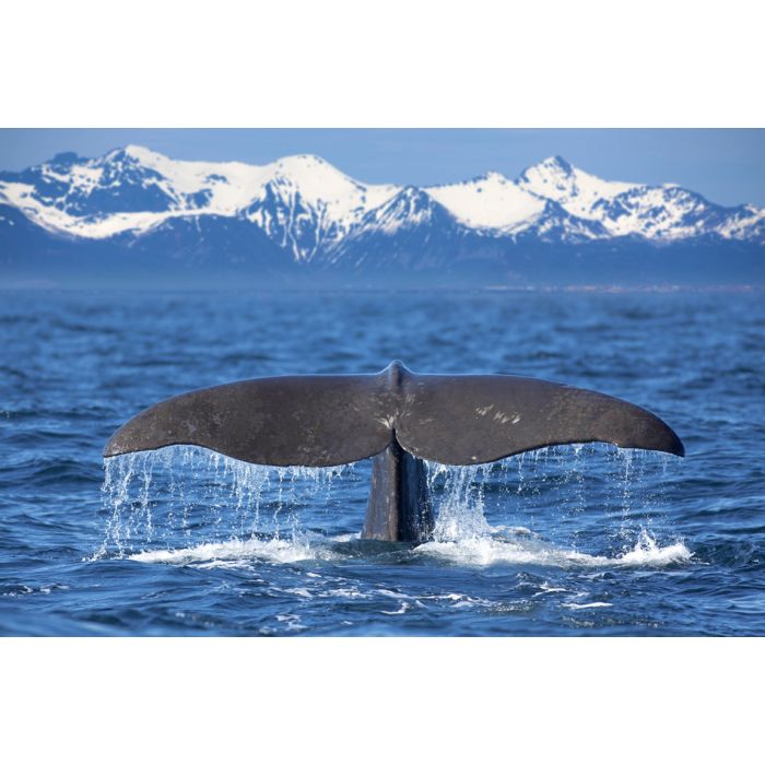 The Tail Of A Sperm Whale Diving - ID # 52617063