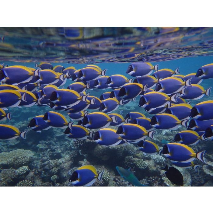 Swarm Of Surgeonfish - ID # 53057100