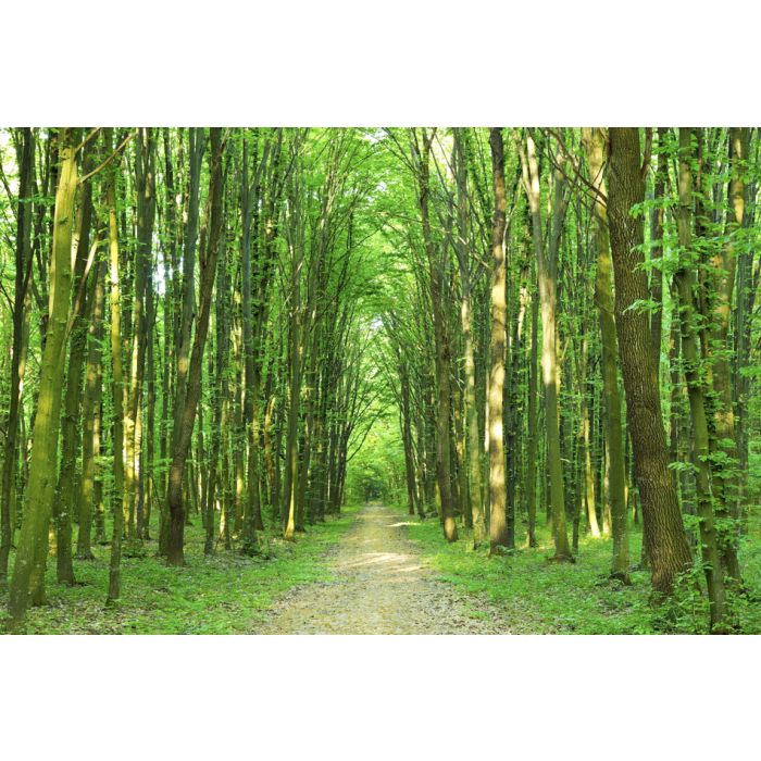 Green Trees Sunny Day In The Forest - ID # 53075343