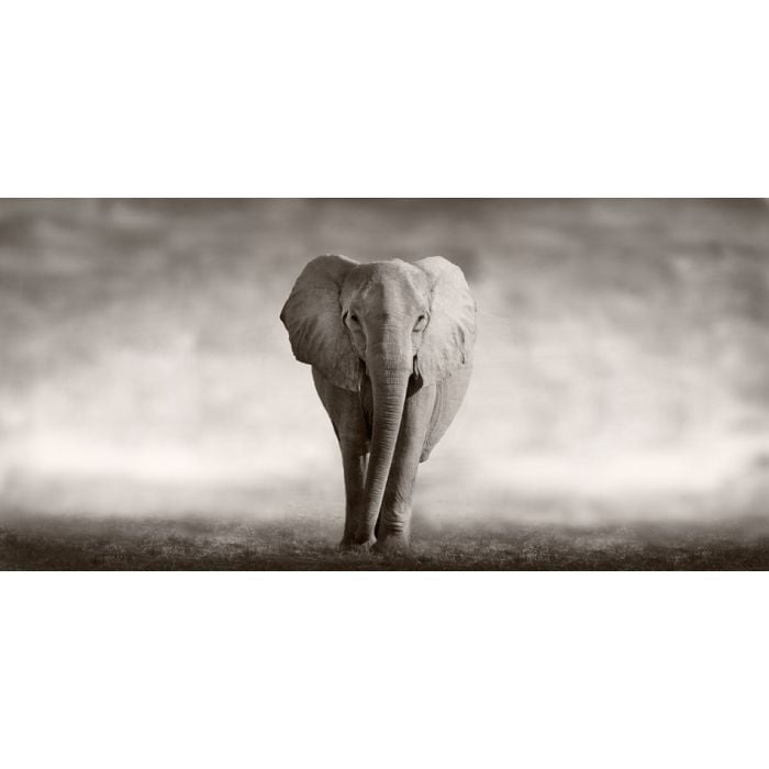 Wild African Elephant Walking Across An African Plain - ID # 53182375