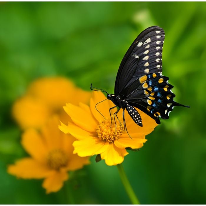 Black Swallowtail Butterfly - Papilio Polyxenes - ID # 53817119