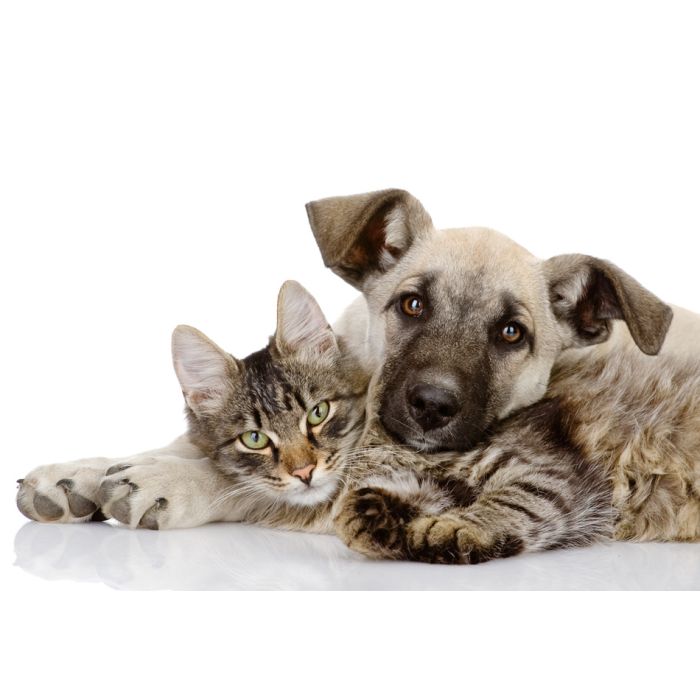 Dog And Cat Lying Together - ID # 54251941