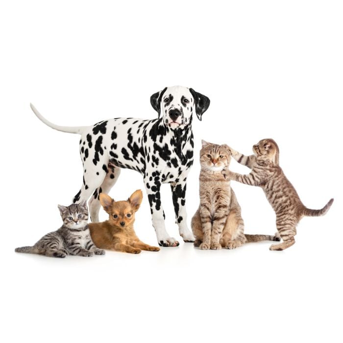 Pets Animals Group Collage For Veterinary Or Petshop  - ID # 54318447