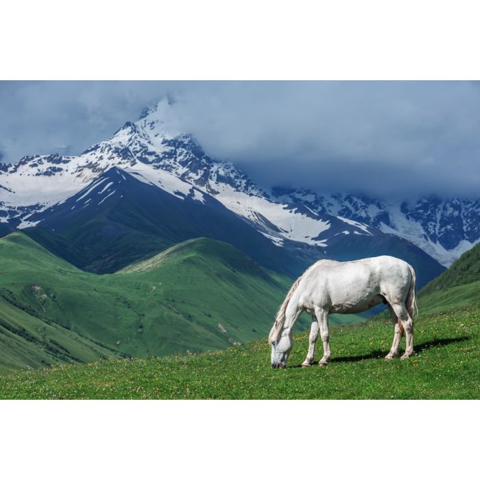 White Horse In High Mountains - ID # 54435650