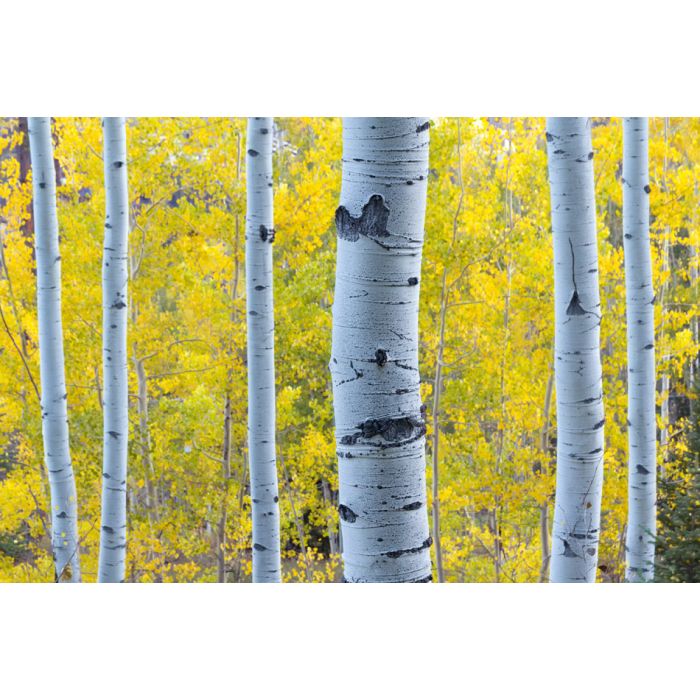 Aspen Trees In Vail Colorado - ID # 54842881