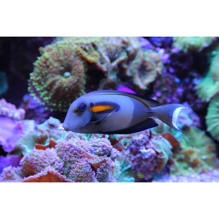 Colorful Aquarium With Fishes - ID # 54908116