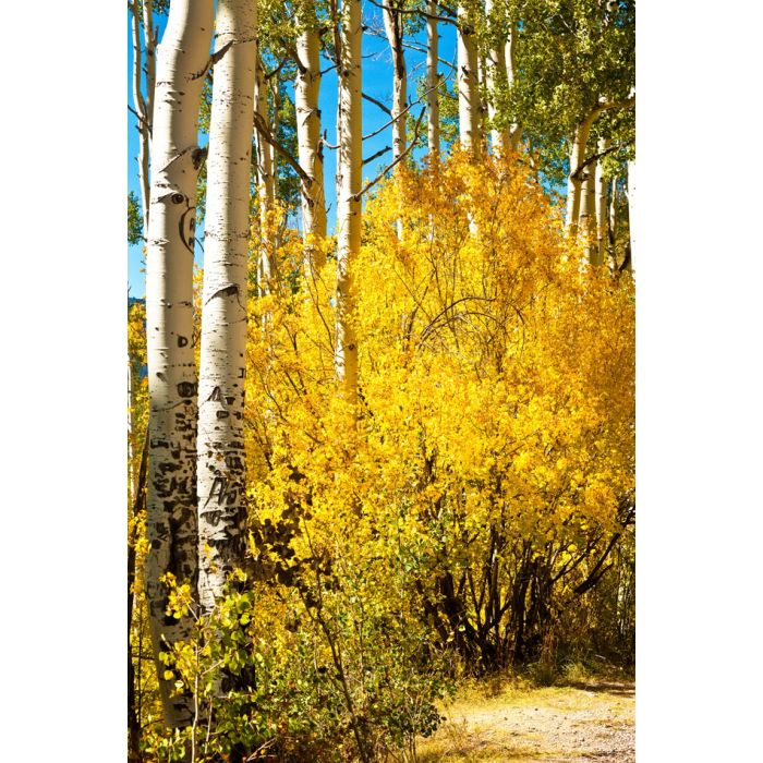 Small Golden Aspen Tree Among A Forest Of Many  - ID # 56328607