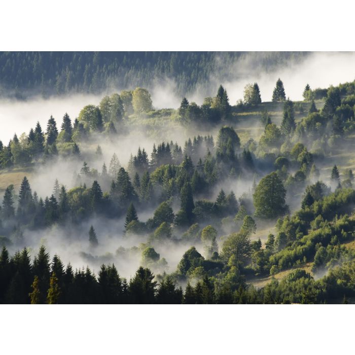 Forest With Clouds And Fog - ID # 56534012