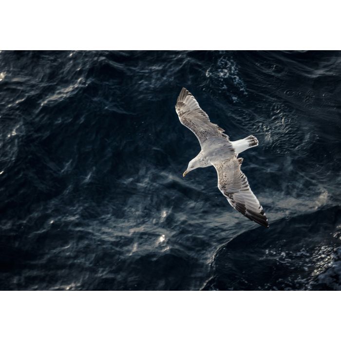 Seagull Flying Above The Water - ID # 56848865