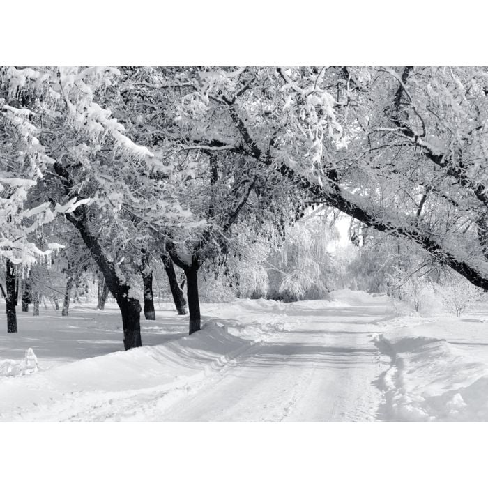 Winter Park - Scenery With Trees In Sunny Cold Day - ID # 57052363