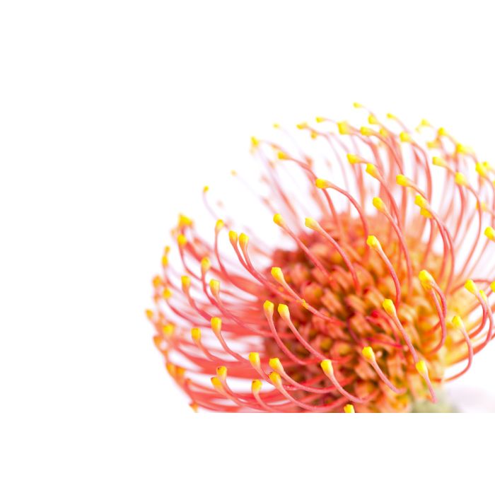 Exotic Vivid Flower Of Leucospermum - ID # 57342121