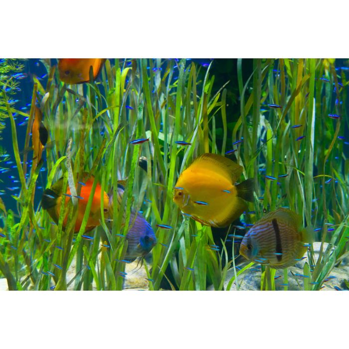 Tropical Aquarium With Fishes And Green Plants - ID # 57612615