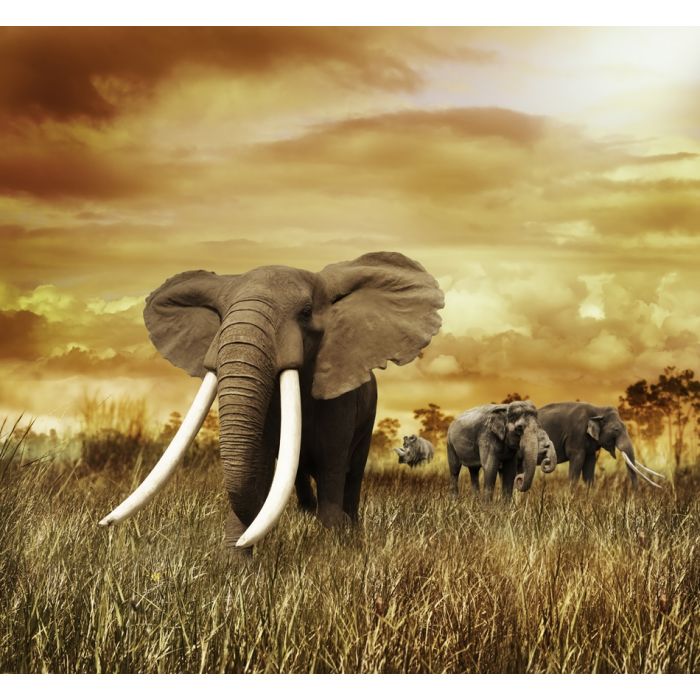 Elephants At Sunset - Walking On The Grass - ID # 58462231