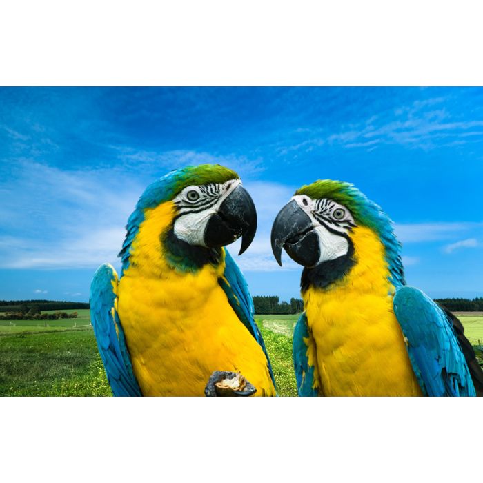 Blue And Yellow Macaws In Love  - ID # 5914397