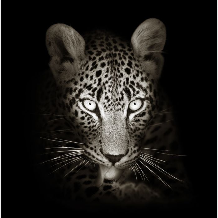 Leopard Face Close - Up In Black And White - ID # 59211871