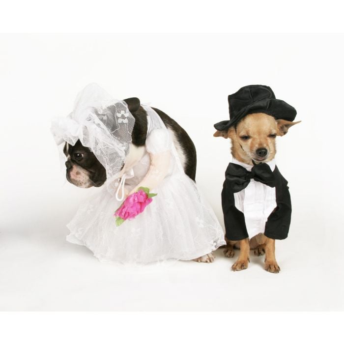 Two Dogs In Wedding Attire Getting Married - ID # 5922542