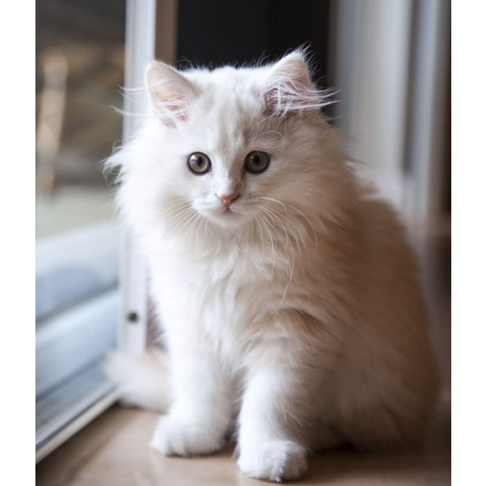 White Long - Haired Pedigree Kitten Inside Waiting  - ID # 59509343