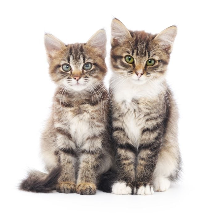 Two Small Siberian Kittens On A White Background -  - ID # 59644358