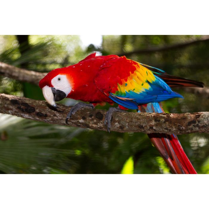 Close Up Of A Scarlet Macaw From Belize - ID # 59662389