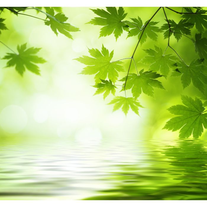 Green Leaves Reflecting In The Water - ID # 59832226