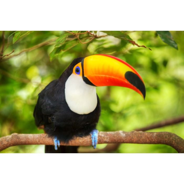 Colorful Tucan In The Aviary - ID # 59921941