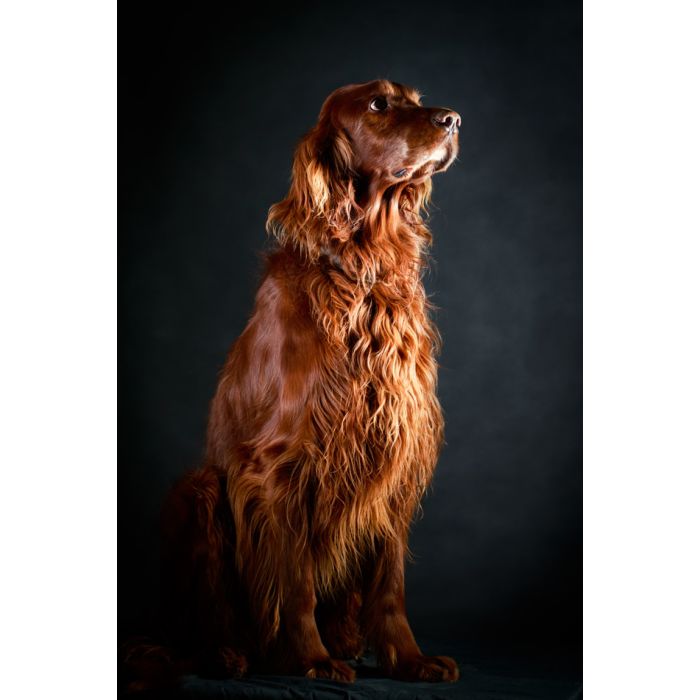 Red Irish Setter Dog - ID # 60088824