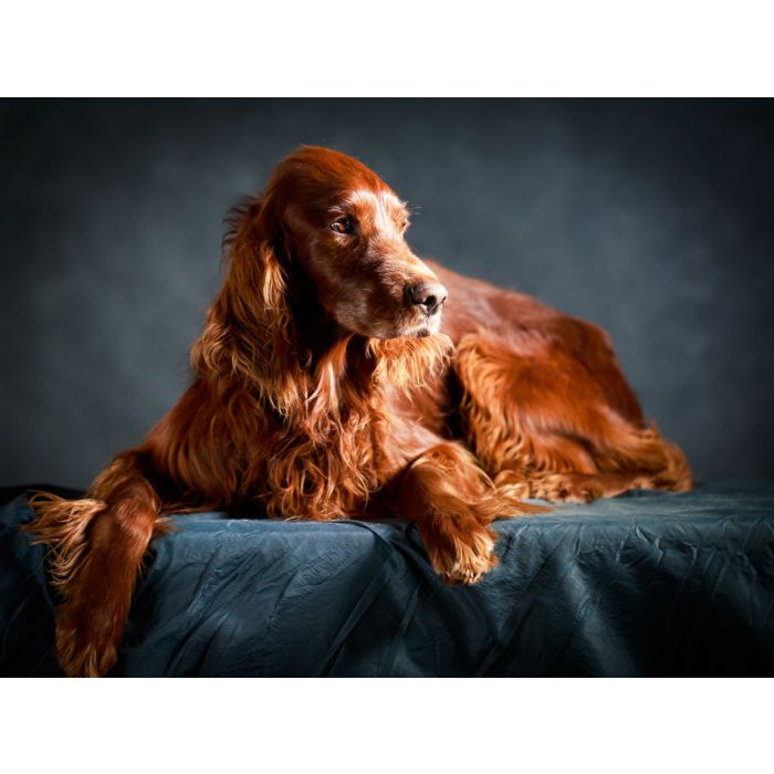 Red Irish Setter Dog - ID # 60088838