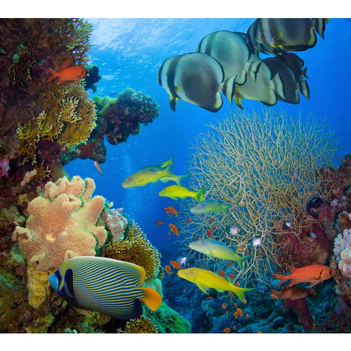 Coral And Fish In The Red Sea - Egypt 2 - ID # 60174605