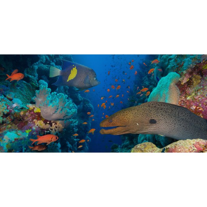 Coral And Fish In The Red Sea - Egypt 3 - ID # 60191138