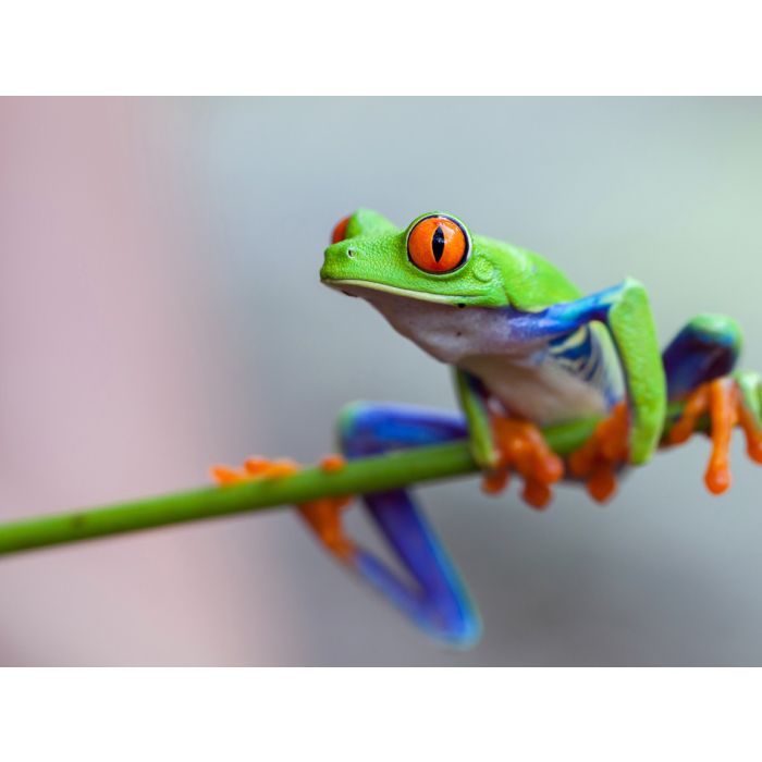 Red Eye Frog - ID # 60253596