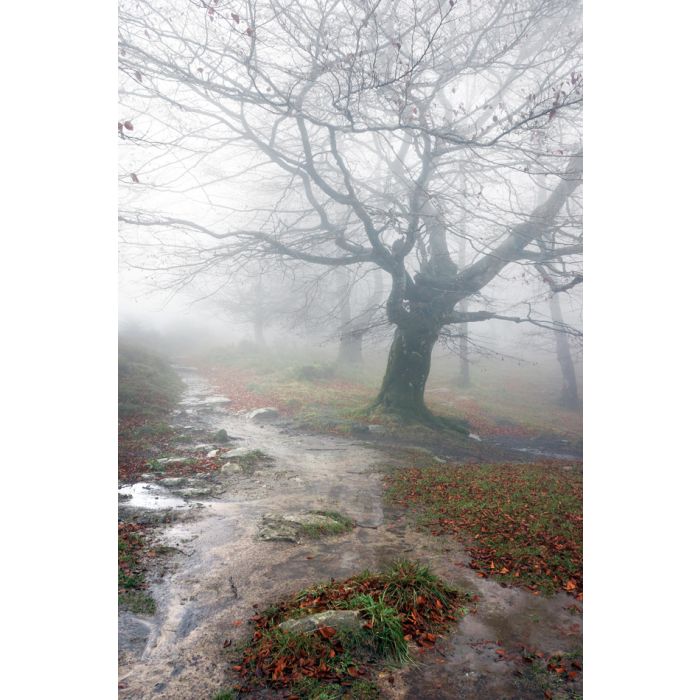 Trail In The Forest In A Rainy Day - ID # 60386882