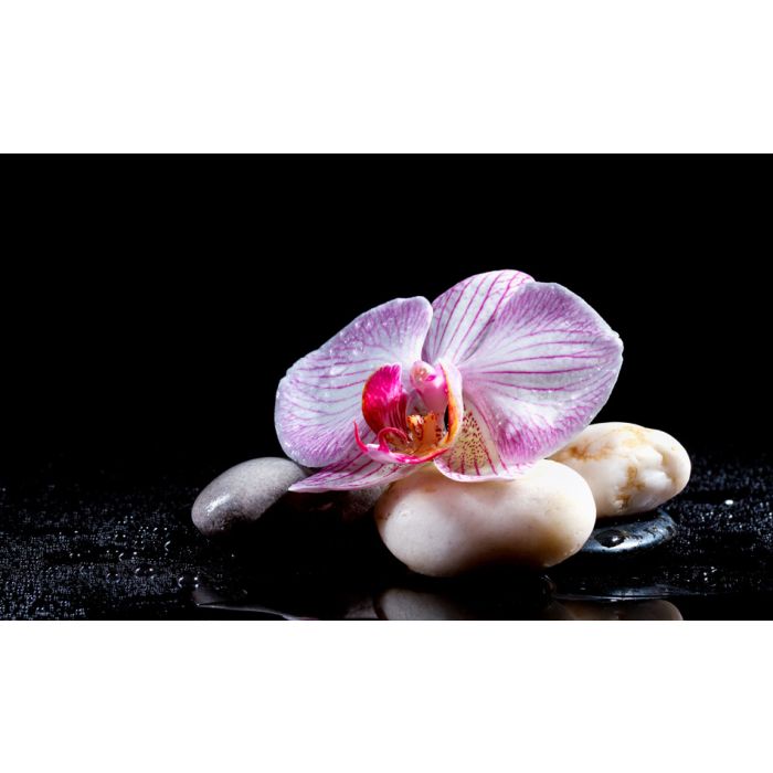 Orchid Flower With Zen Stones On Black Background - ID # 60447519